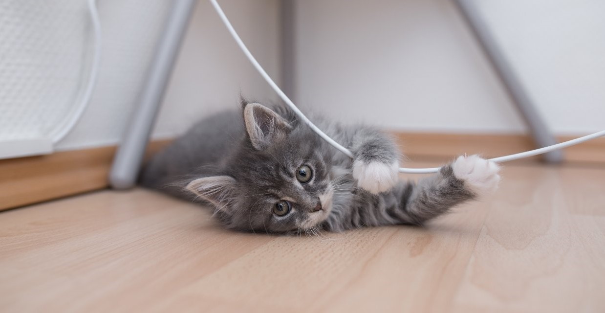 Kitten Playing, Games and Exercise