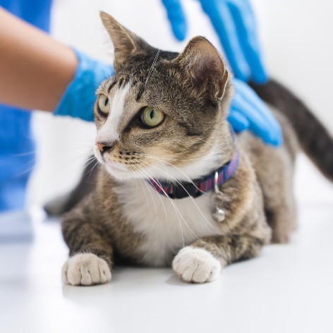 Thyroid Problems in Cats