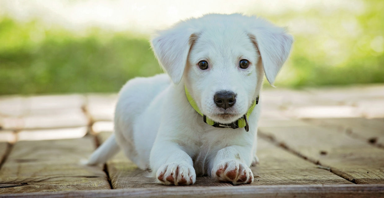 Vaccine for labrador store puppy