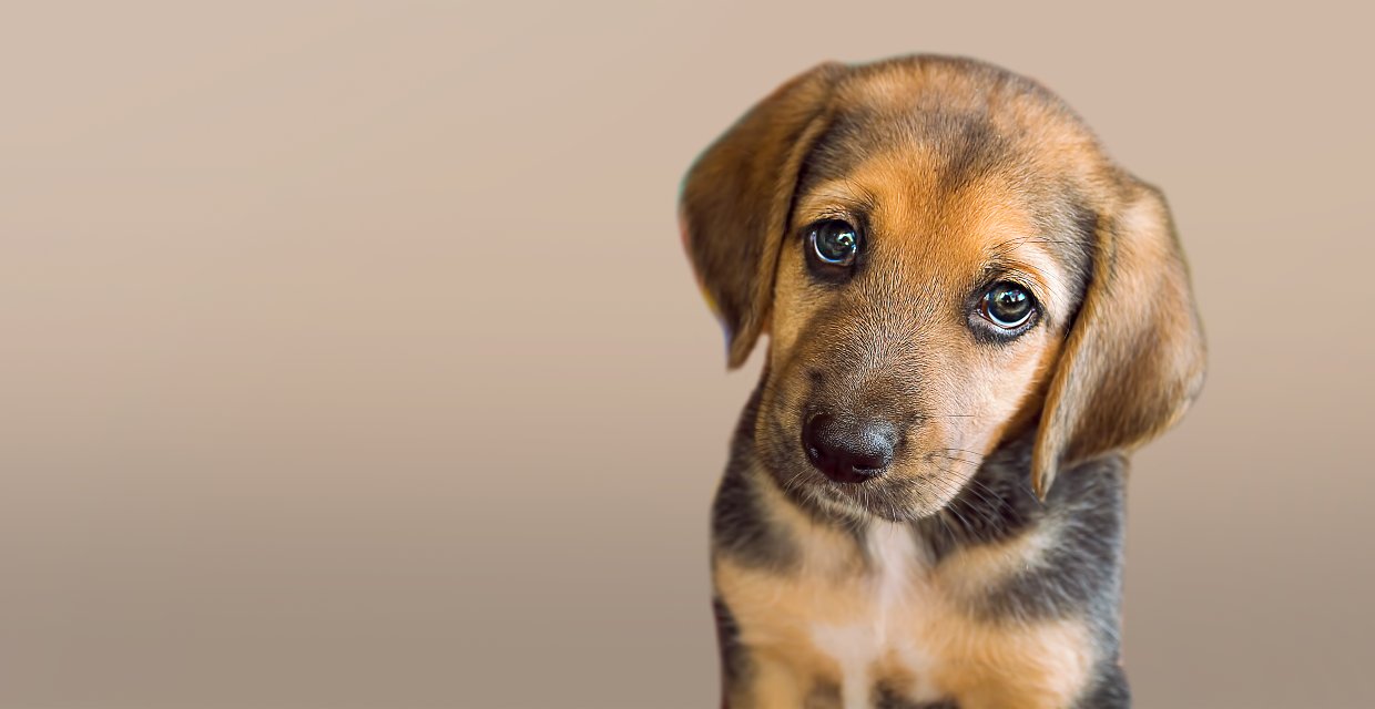 Tick protection for Dogs