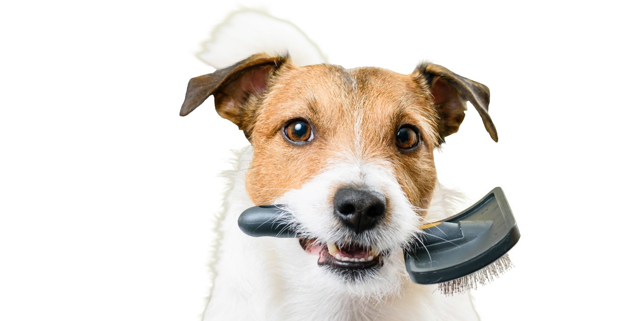 Grooming your Dog