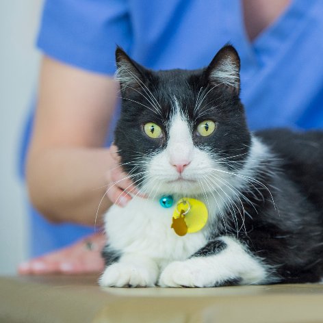 Thyroid Problems in Cats