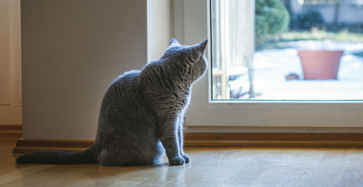 Keeping my Cats Away from Parasites