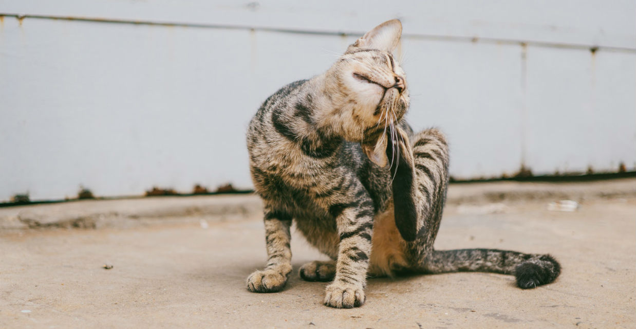 Parasites in Dogs and Cats