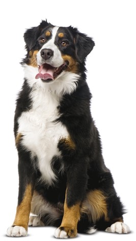 Dog 1