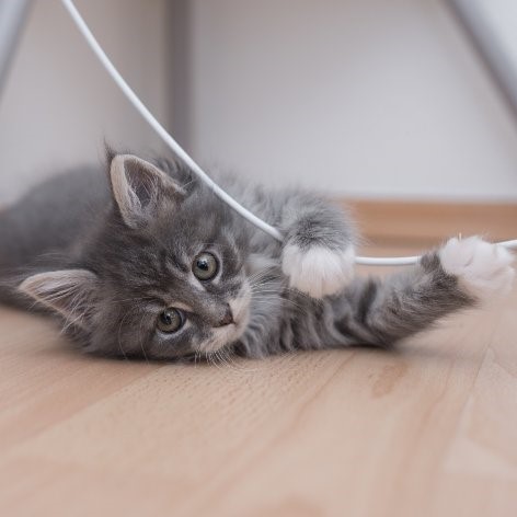 Kitten Playing, Games and Exercise