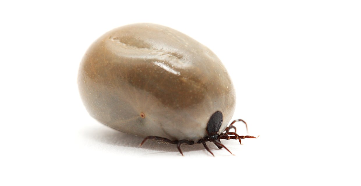 Paralysis tick shop treatment at home