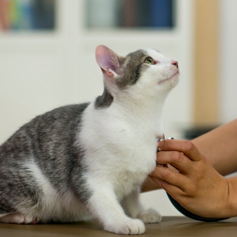 Keeping my Cats Away from Parasites