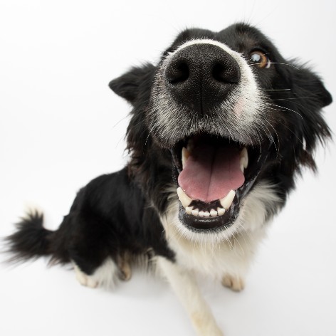 How To Stop a Puppy from Chewing