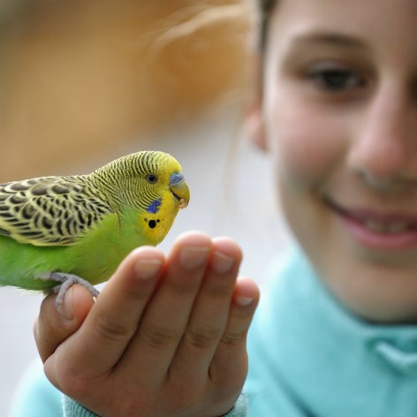 Bird Health Care