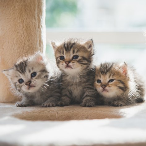 Kitten Vaccine Schedule