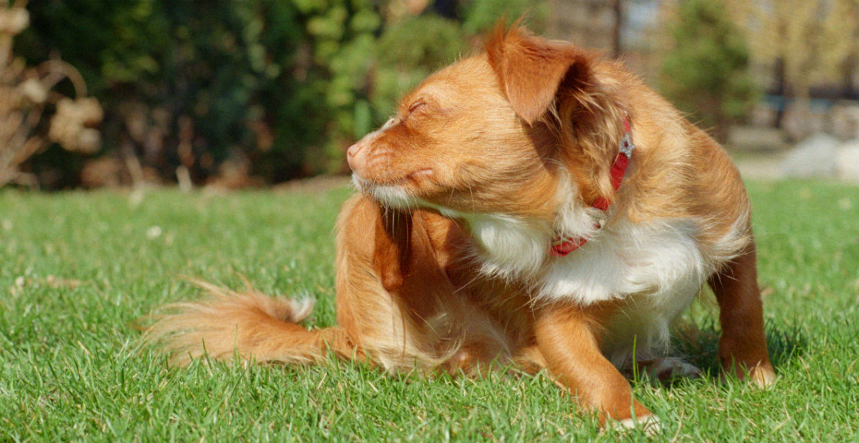 Signs your Dog has a Parasite