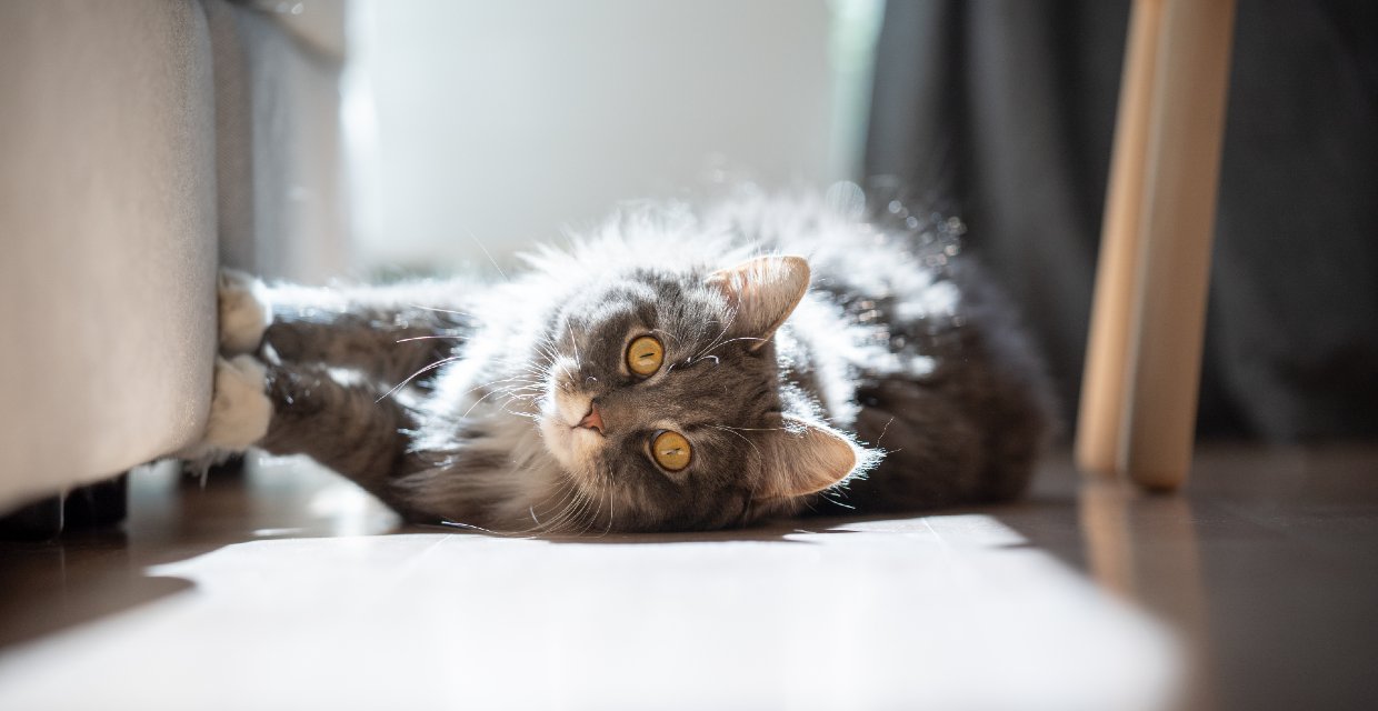 How to Stop Cats from Scratching Furniture
