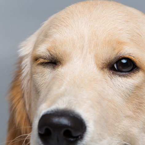 How to Look After an Older Dog