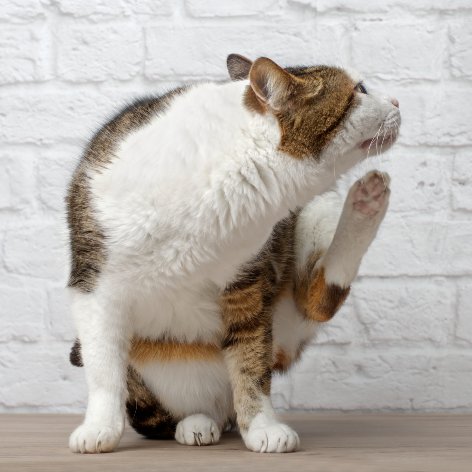 Keeping my Cats Away from Parasites