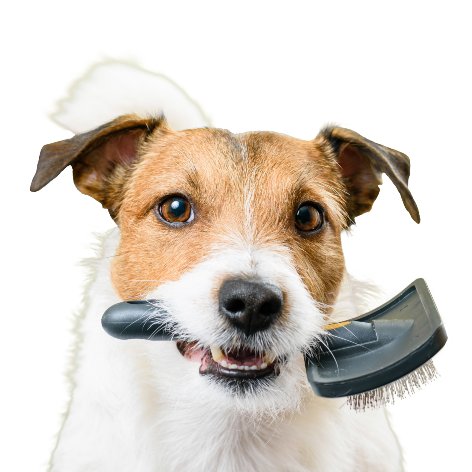 10 Tips to Keep Dogs Cool in Summer