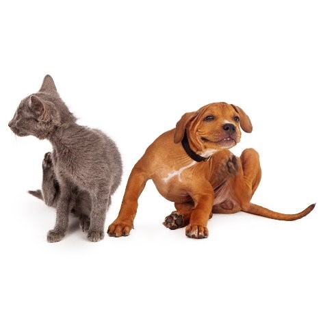 Parasites in Dogs and Cats