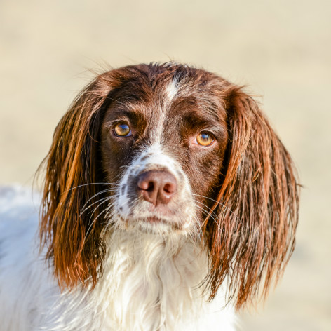 Dog Anal Gland Issues