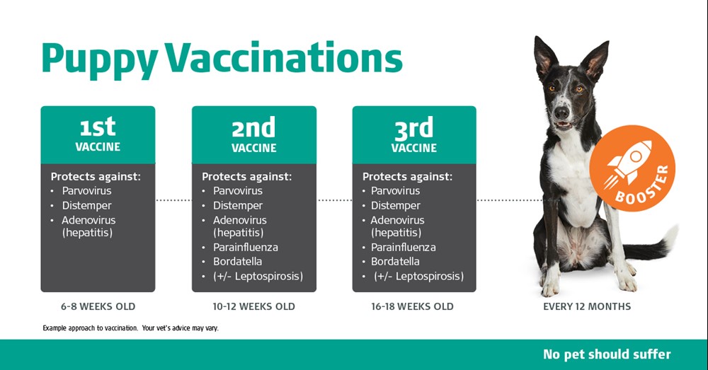 What Age Do Puppies Get Vaccinated Australia