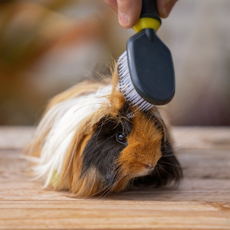 Guinea Pig Grooming