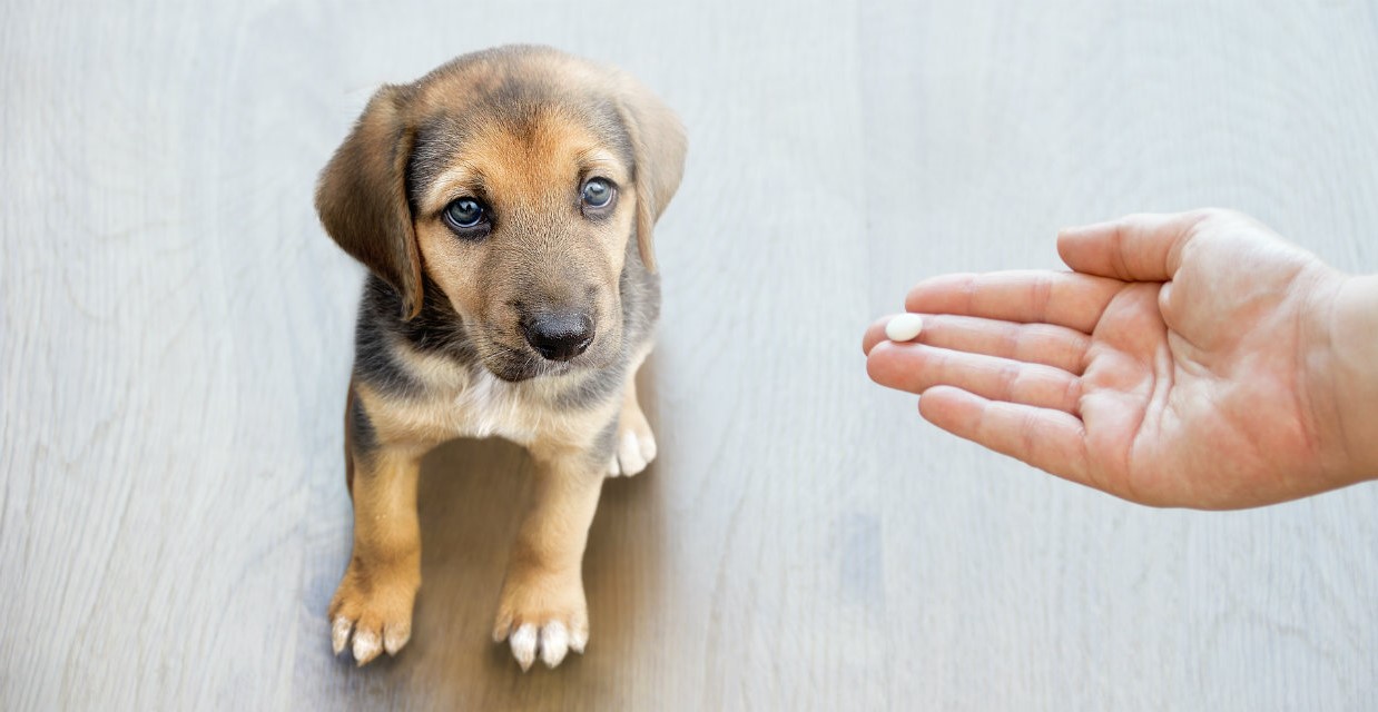 Puppy Worming Schedule