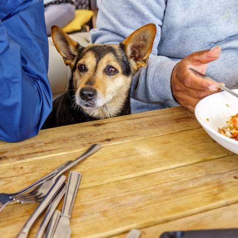 Helping an Overweight Cat