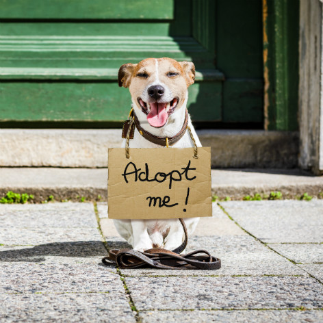 Puppy Worming Schedule