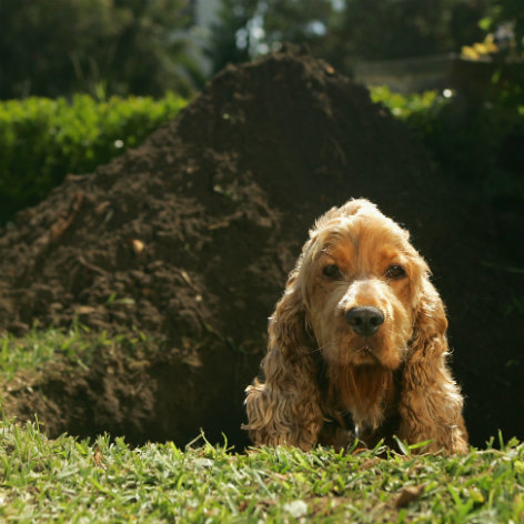 How to Stop a Puppy from Biting