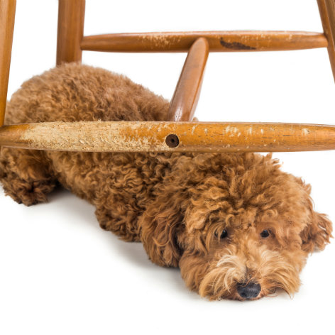 Tick protection for Dogs