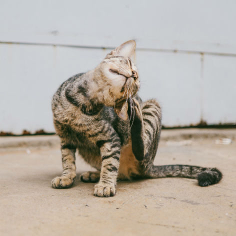 Parasites in Dogs and Cats