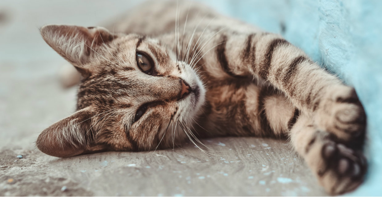 Keeping Cats Happy at Home