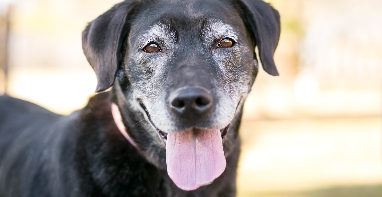 How to Look After an Older Dog