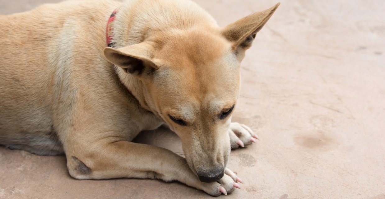 Why do Dogs Lick their Paws