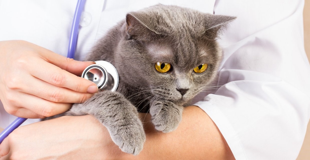 Pet Insurance for Cats