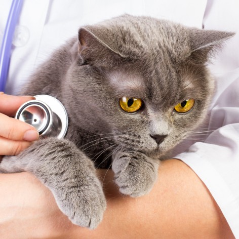 Pet Insurance for my Cats