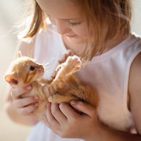 When to Take your Cat to the Vet