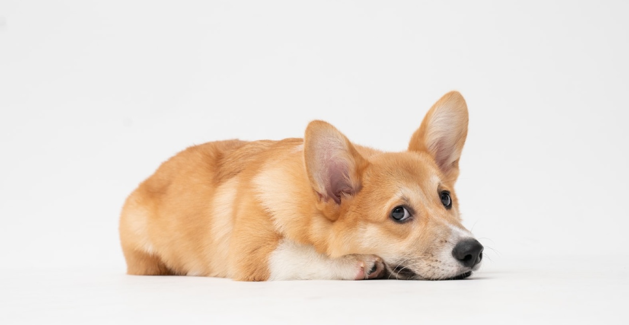 Symptoms of Worms in Dogs