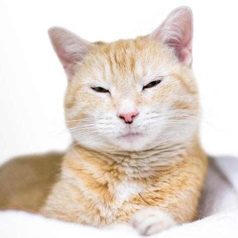 A Cat's Third Eyelid