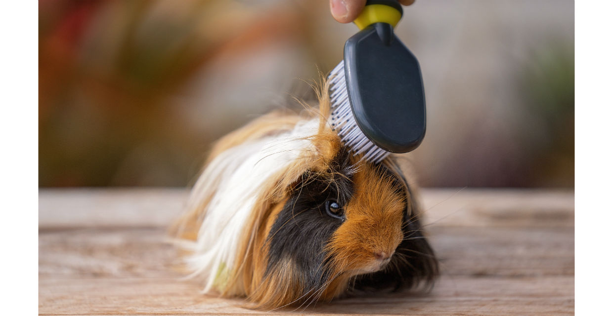 Grooming a store guinea pig