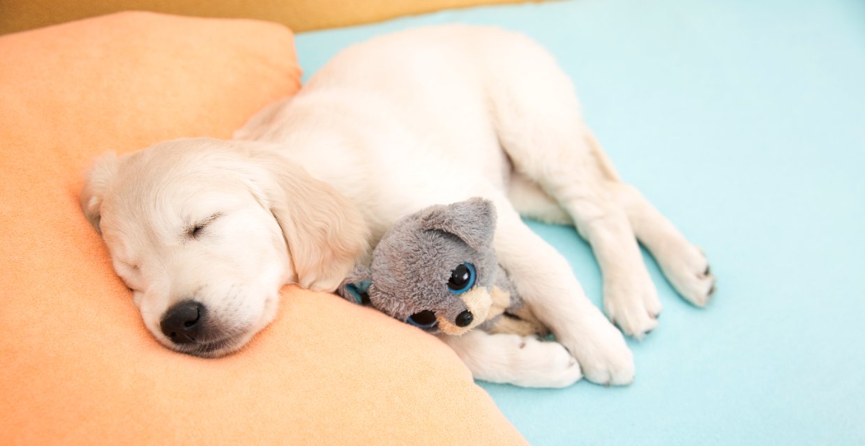 sleep training your puppy