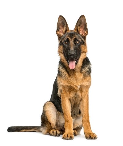 German Shepherd 400X472