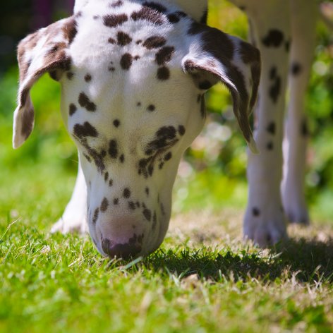 Why do Dogs eat Grass?