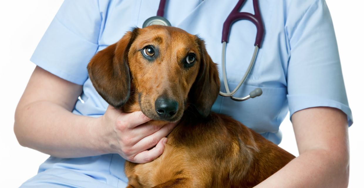 Dog inner clearance ear infection treatment