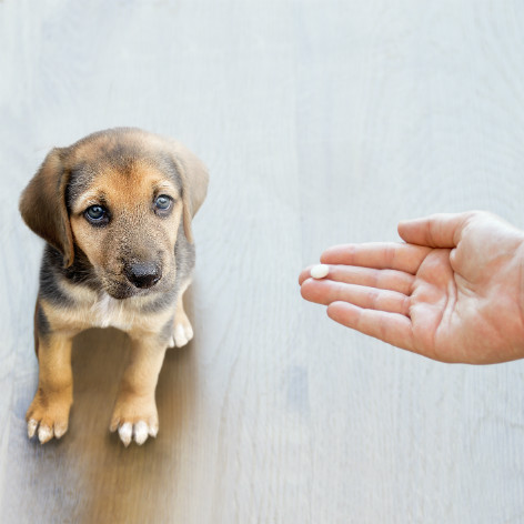 Puppy Worming Schedule